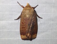 Abagrotis alternata