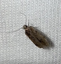 Chionodes unidentified species