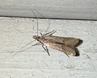 Dichomeris ligulella