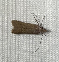 Dichomeris ligulella