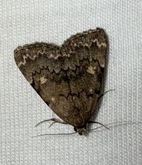 Idia aemula
