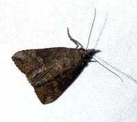 Hypena scabra