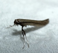 Caloptilia hypericella