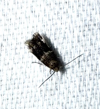 Elachista illectella