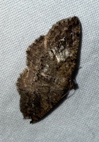 Homochlodes fritillaria