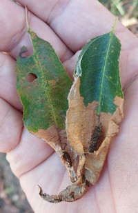 Filatima serotinella