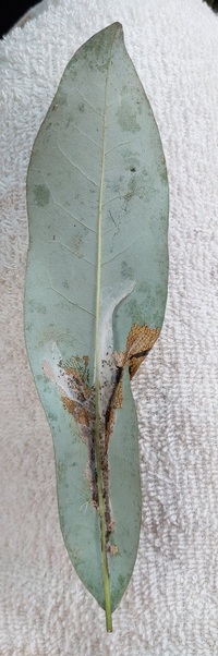 Paralobesia liriodendrana_magnoliana