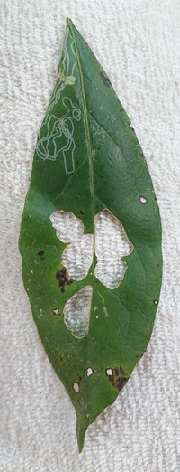 Marmara new species 1 - on Symplocos