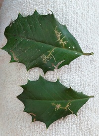 Rhopobota finitimana