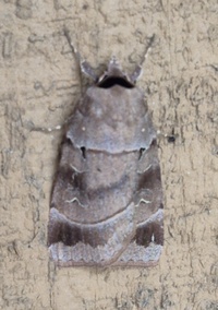 Agnorisma badinodis