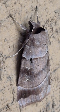 Agnorisma badinodis