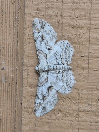 Iridopsis defectaria