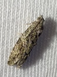 Proteoteras aesculana