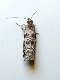 Dioryctria amatella