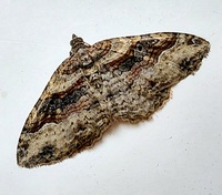 Costaconvexa centrostrigaria