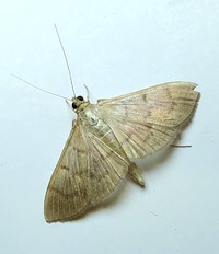 Patania silicalis