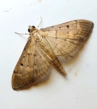 Herpetogramma bipunctalis