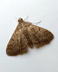 Herpetogramma phaeopteralis