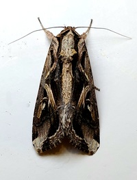 Spodoptera dolichos