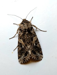 Spodoptera ornithogalli