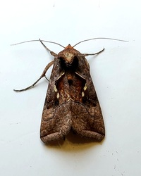 Enigmogramma basigera