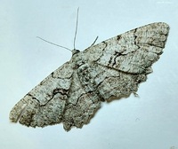 Cymatophora approximaria