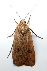 Noctua pronuba