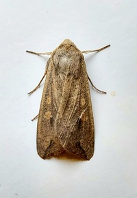 Mythimna unipuncta