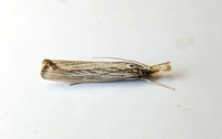 Agriphila vulgivagellus