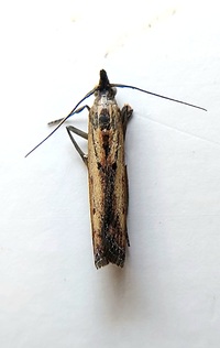 Elasmopalpus lignosella