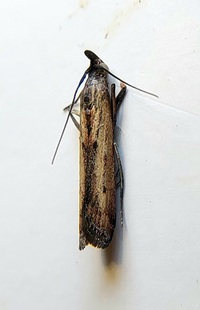 Elasmopalpus lignosella