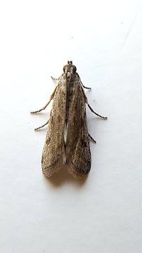 Phycitodes mucidella