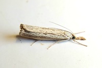 Agriphila vulgivagellus
