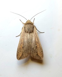 Mythimna unipuncta