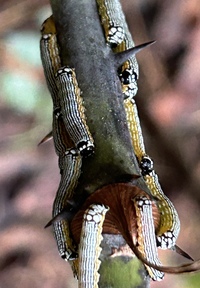 Phosphila turbulenta