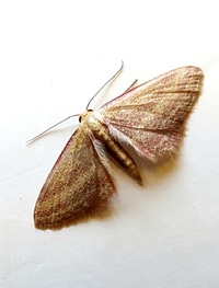 Leptostales laevitaria