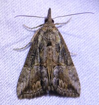 Hypena scabra
