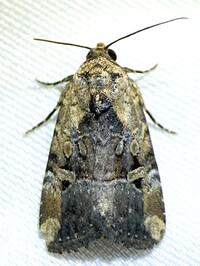 Elaphria chalcedonia