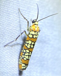 Atteva aurea