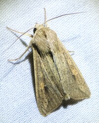 Mythimna unipuncta