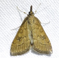 Udea rubigalis
