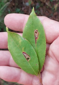 Coptodisca splendoriferella