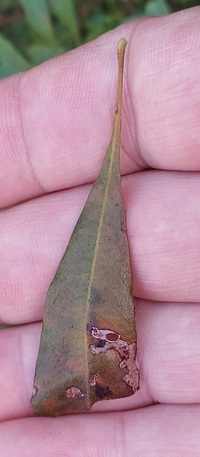 Coptodisca new species 1 - on Morella