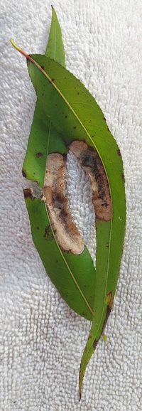 Micrurapteryx salicifoliella