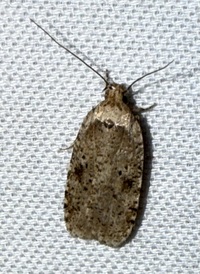 Agonopterix canadensis