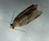 Clepsis peritana