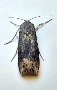 Agrotis ipsilon