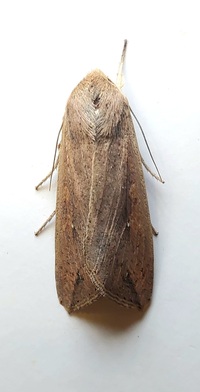 Mythimna unipuncta