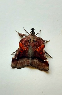 Clydonopteron sacculana