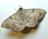 Anticarsia gemmatalis